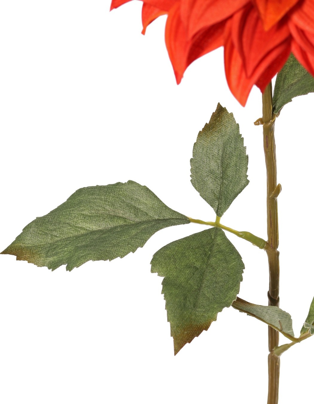 Dahlia 'Green Fall' with 1 flower, Ø 15 cm, 7 leaves, 66 cm