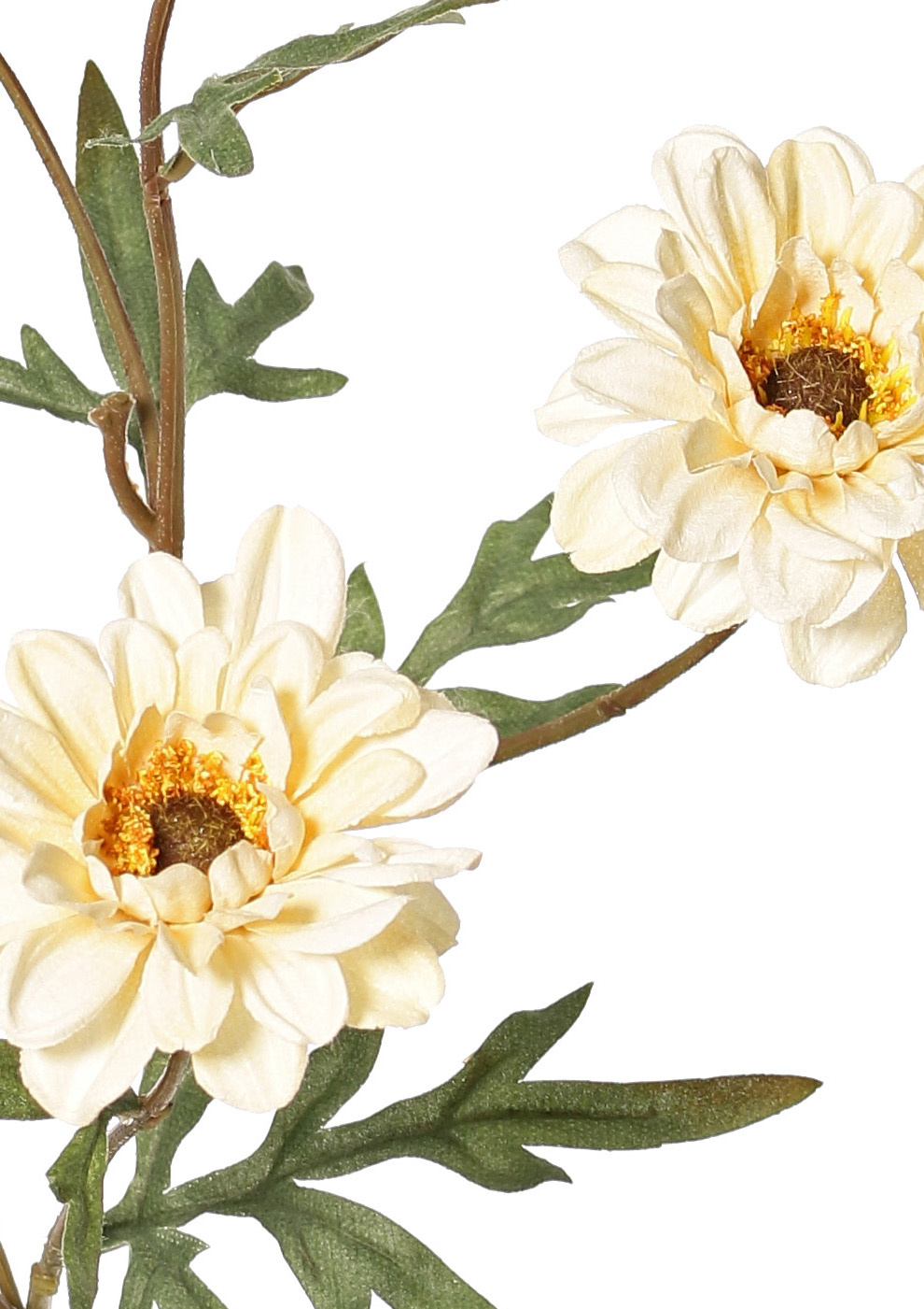 Chrysanthemum medium 'Green Fall', with 5 flowers (3 L 6.5cm/ 2 M 5cm) & 7 leaves, 75 cm