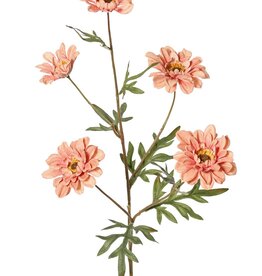 Chrysanthemum medium 'Green Fall', with 5 flowers (3 L 6.5cm/ 2 M 5cm) & 7 leaves, 75 cm
