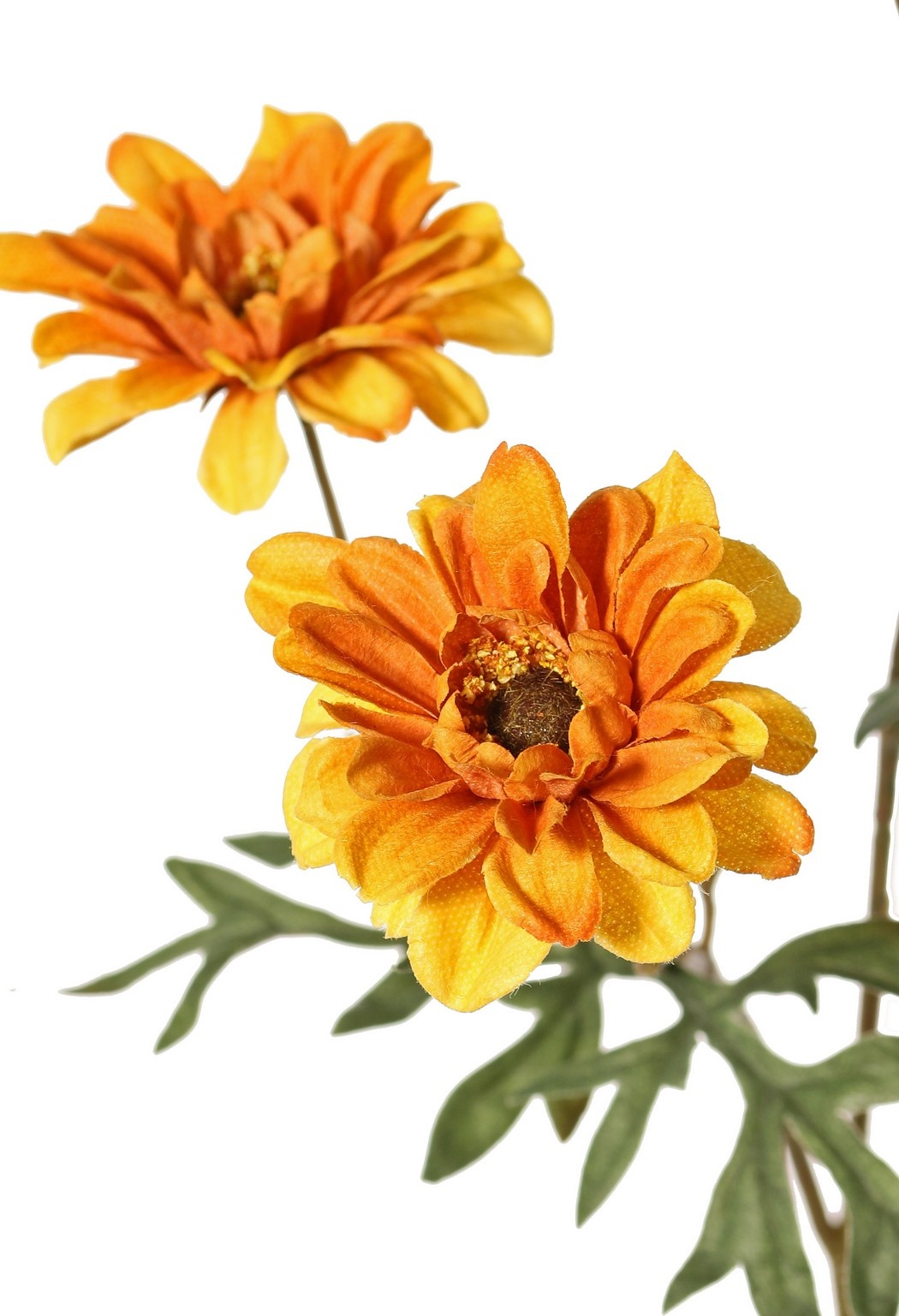 Chrysanthemum medium 'Green Fall', with 5 flowers (3 L 6.5cm/ 2 M 5cm) & 7 leaves, 75 cm