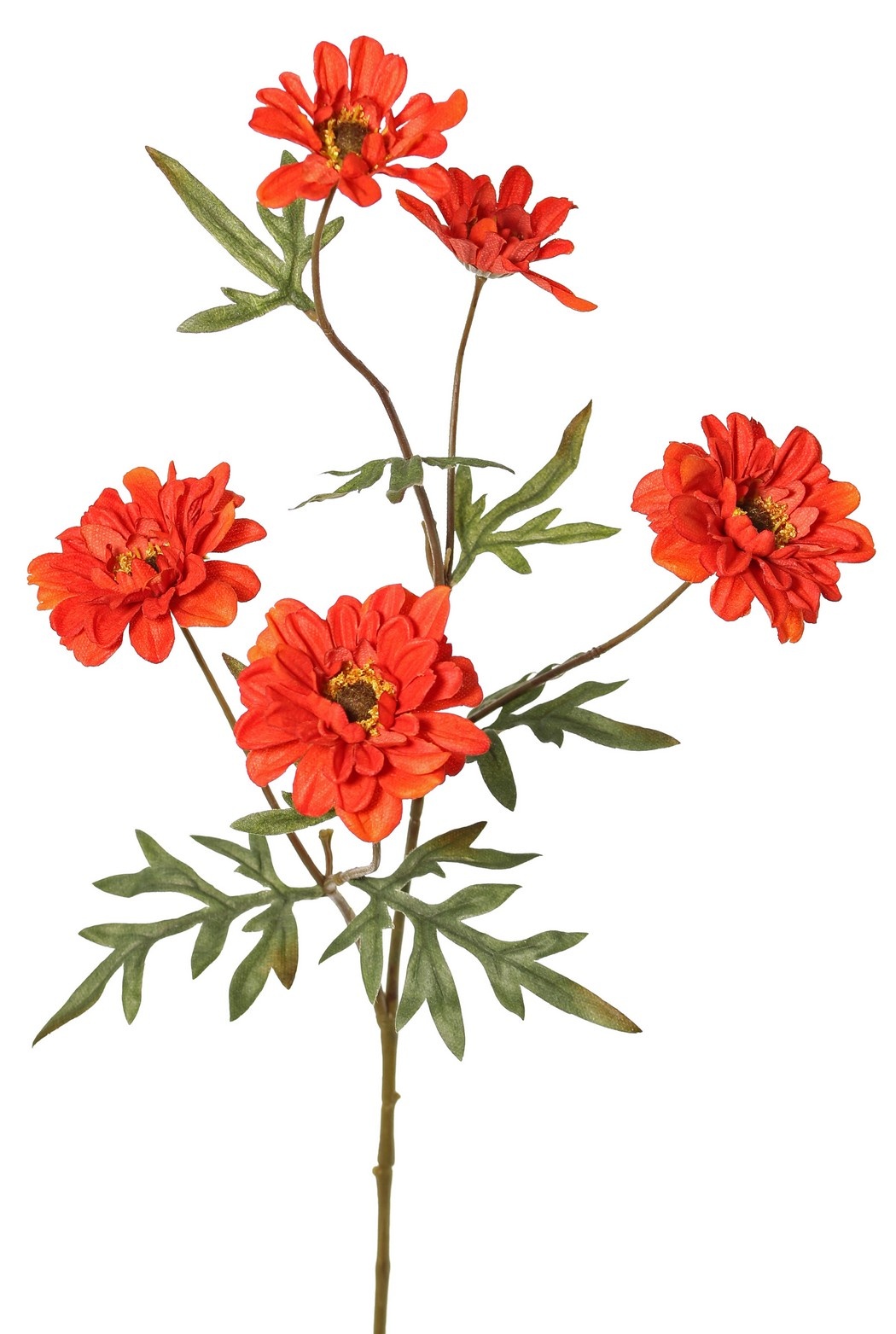 Chrysanthemum medium 'Green Fall', with 5 flowers (3 L 6.5cm/ 2 M 5cm) & 7 leaves, 75 cm