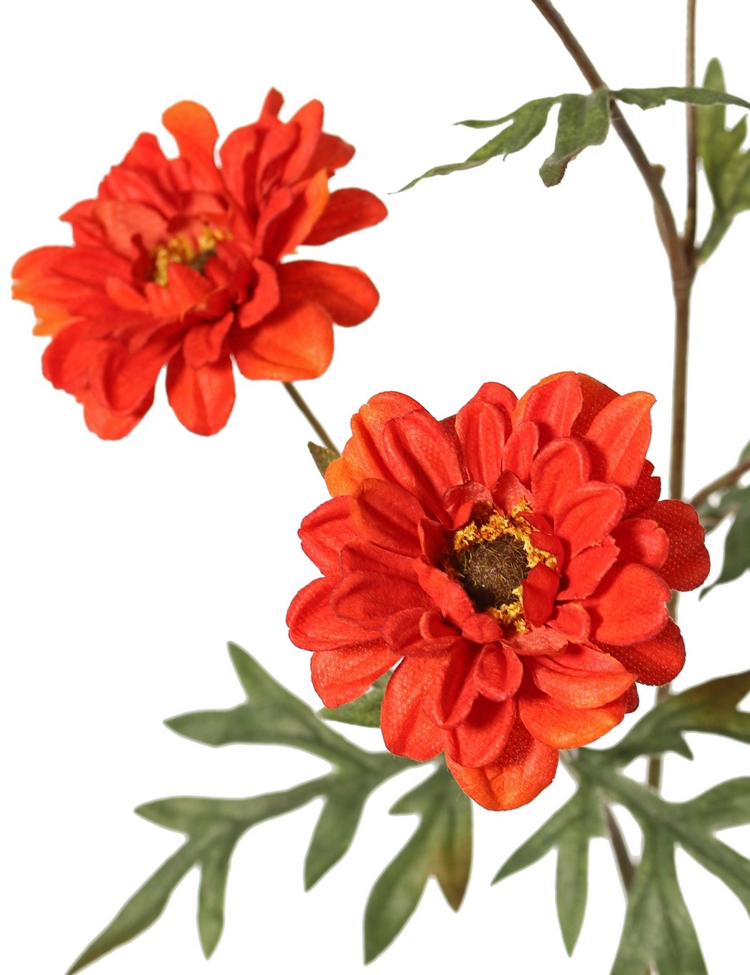 Chrysanthemum medium 'Green Fall', with 5 flowers (3 L 6.5cm/ 2 M 5cm) & 7 leaves, 75 cm