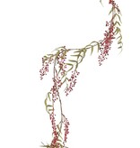 Peperbessenslinger met 17 clusters bessen (15 cm lang) & 16 bladtoeven, 180 cm