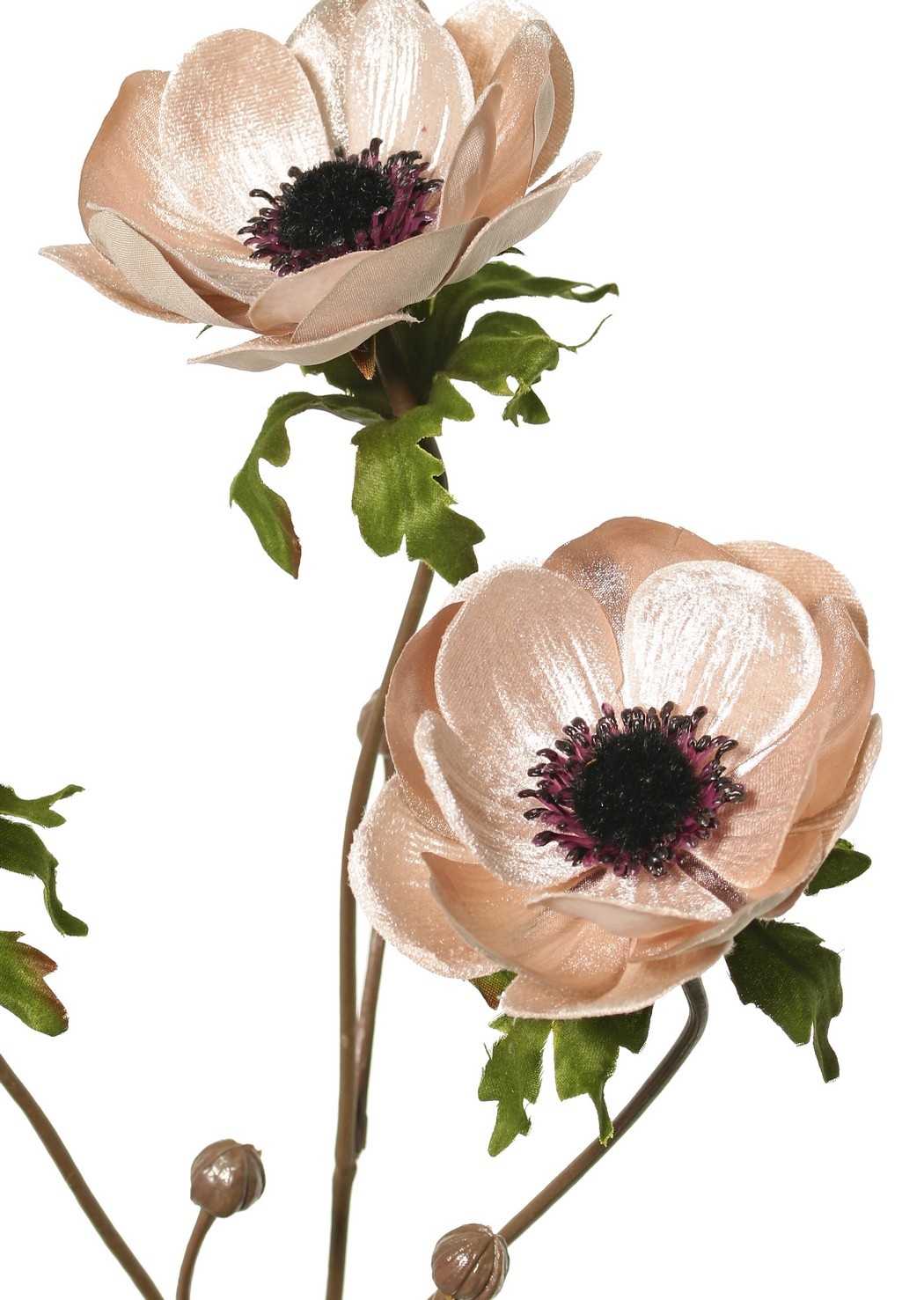 Anémona, terciopelo, 'Glamour' 3 flores, 3 capullos, 2 hojas, 73 cm