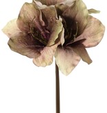 Amaryllis (Hippeastrum) 'Indy', 3 Polyesterblüten 10 x 10 cm, 65 cm