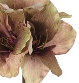 Amaryllis (Hippeastrum) 'Indy', 3 Polyesterblüten 10 x 10 cm, 65 cm