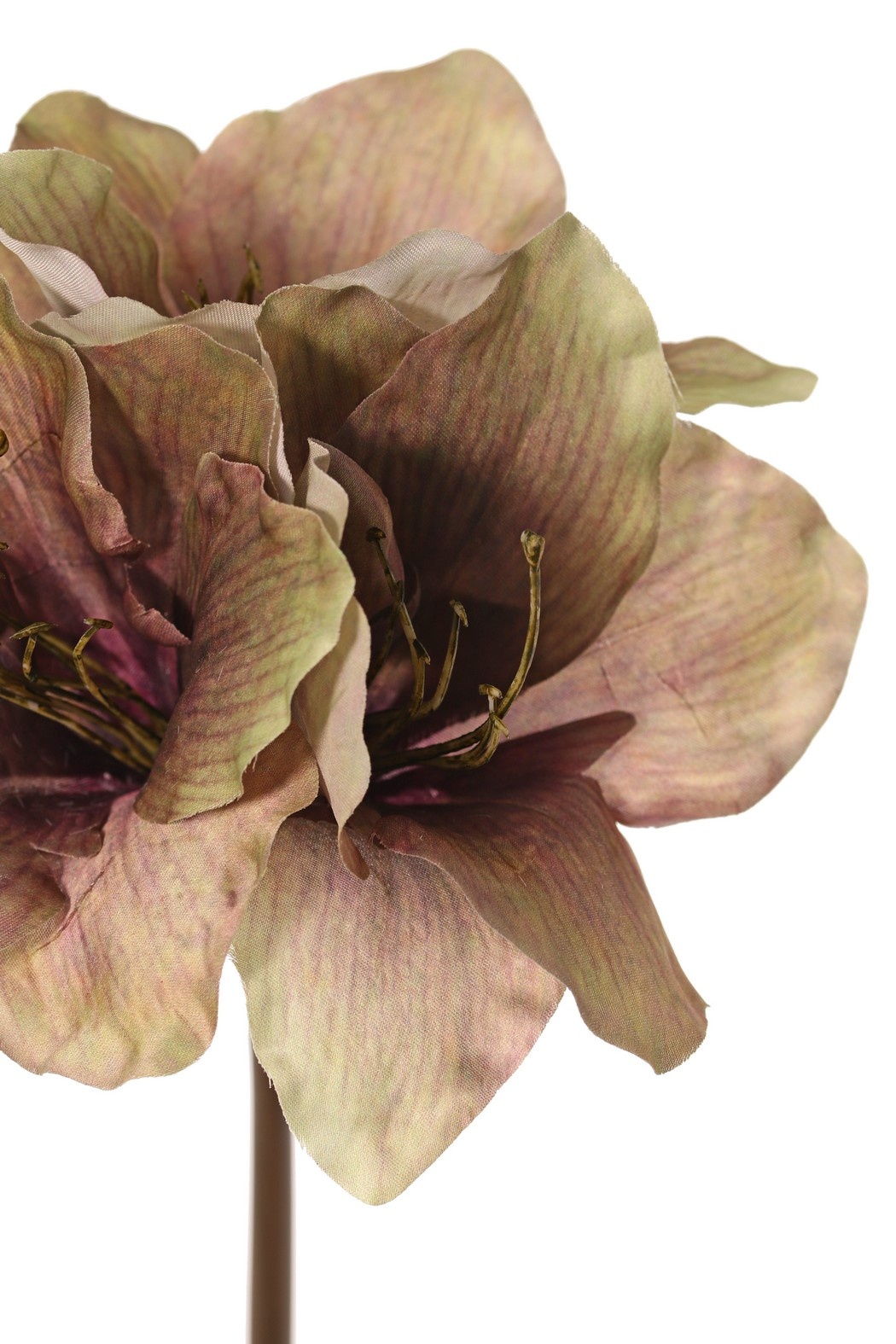 Amaryllis (Hippeastrum) 'Indy', 3 Polyesterblüten 10 x 10 cm, 65 cm