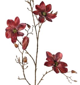 Magnolia 'Indy', con 3 flores (2 XL/ 1 L), 2 capullos y 16 capullos cerrados, 116 cm