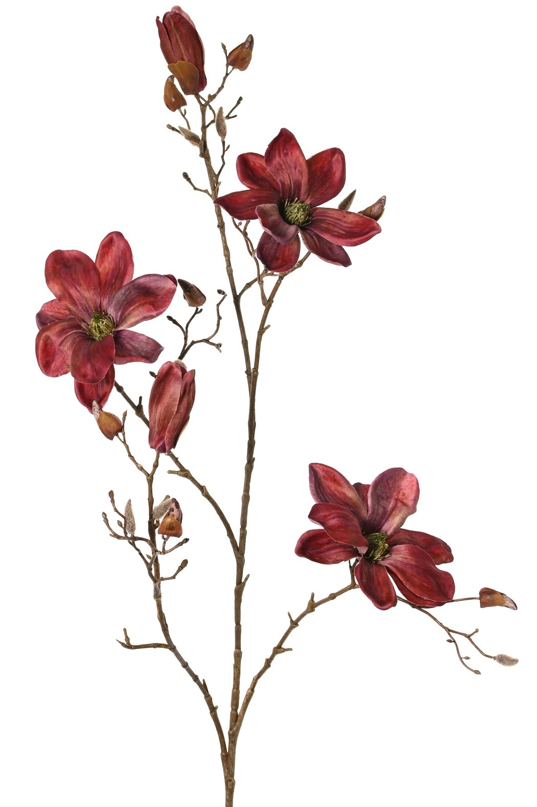 Magnolia 'Indy', con 3 flores (2 XL/ 1 L), 2 capullos y 16 capullos cerrados, 116 cm