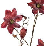 Magnolia 'Indy', con 3 flores (2 XL/ 1 L), 2 capullos y 16 capullos cerrados, 116 cm