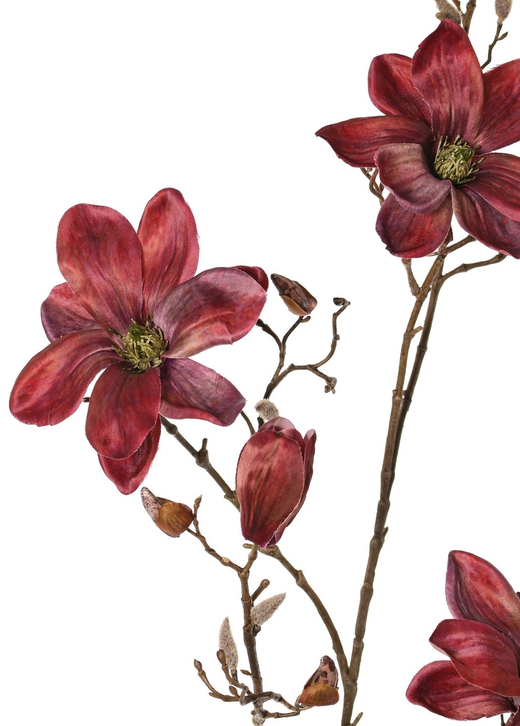 Magnolia 'Indy', con 3 flores (2 XL/ 1 L), 2 capullos y 16 capullos cerrados, 116 cm
