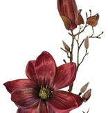 Magnolia 'Indy', con 3 flores (2 XL/ 1 L), 2 capullos y 16 capullos cerrados, 116 cm