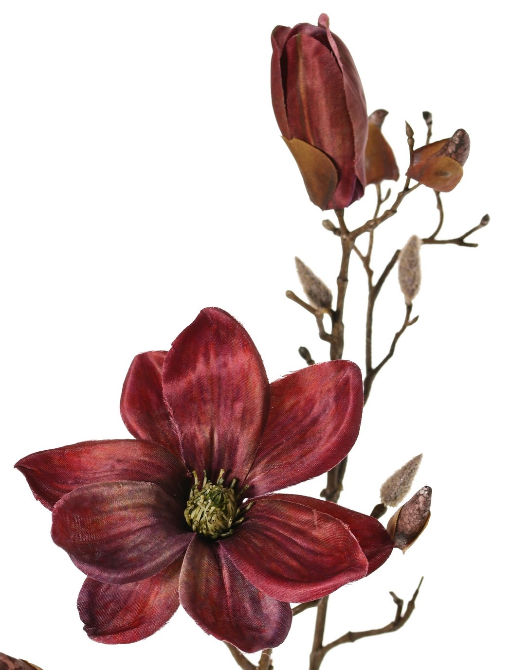 Magnolie 'Indy', mit 3 Blüten (2 XL/ 1 L), 2 Blütenknospen & 16 geschlossenen Knospen, 116 cm