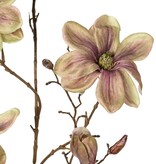 Magnolia 'Indy', con 3 flores (2 XL/ 1 L), 2 capullos y 16 capullos cerrados, 116 cm