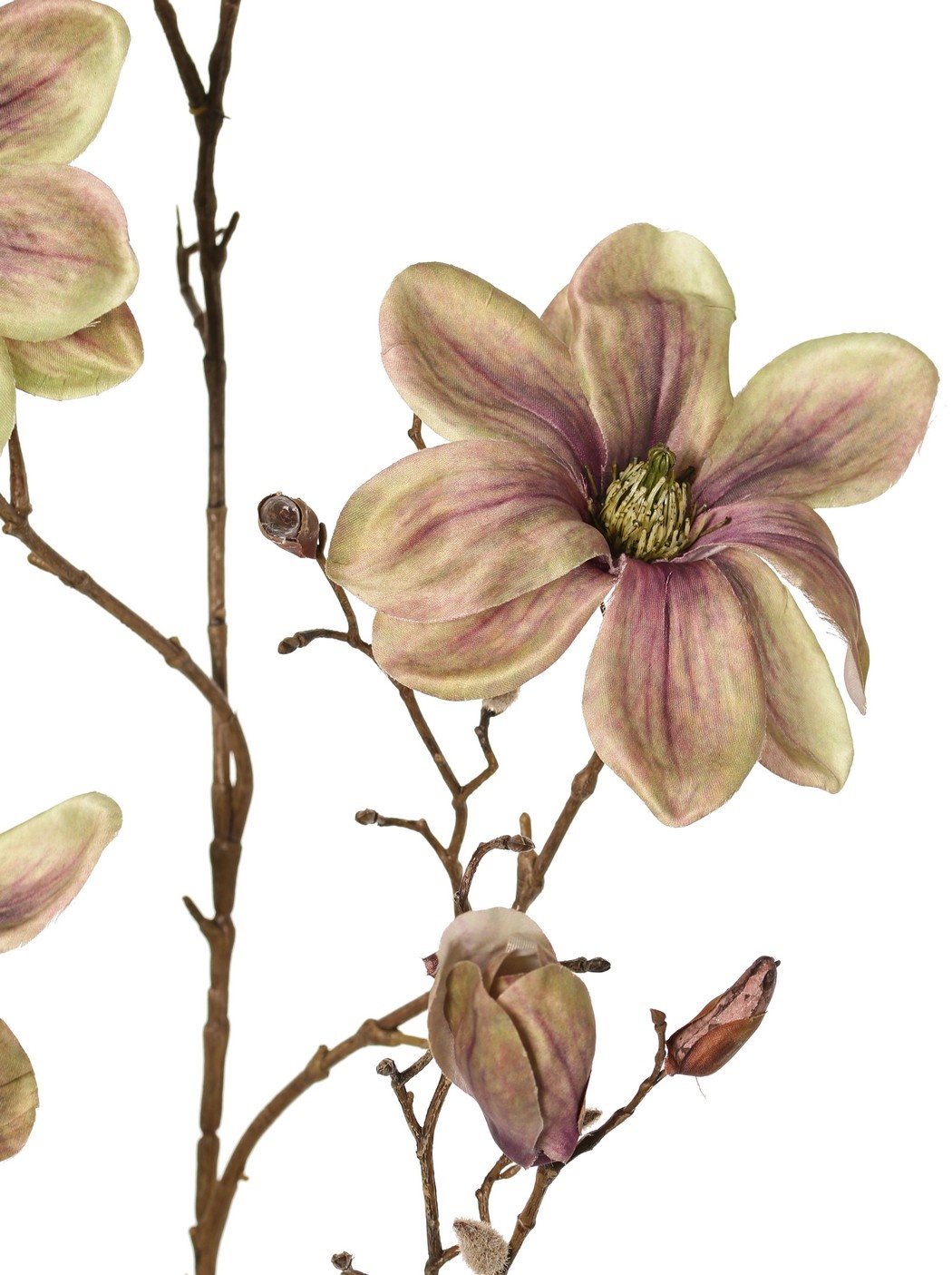 Magnolia 'Indy', con 3 flores (2 XL/ 1 L), 2 capullos y 16 capullos cerrados, 116 cm