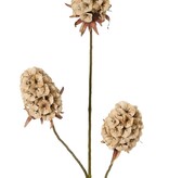 Dianthus (Chinese anjer) 'Indy', 3x vertakt, met 3 bloemen (8 x 5 cm), 77 cm