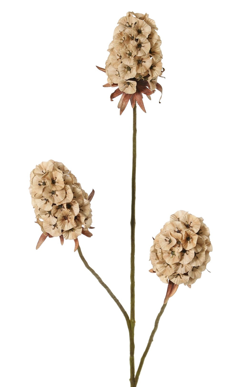 Dianthus 'Indy', 3-fach verzweigt, mit 3 Blüten (8 x 5 cm), 77 cm