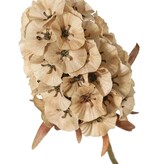 Dianthus 'Indy', 3-fach verzweigt, mit 3 Blüten (8 x 5 cm), 77 cm