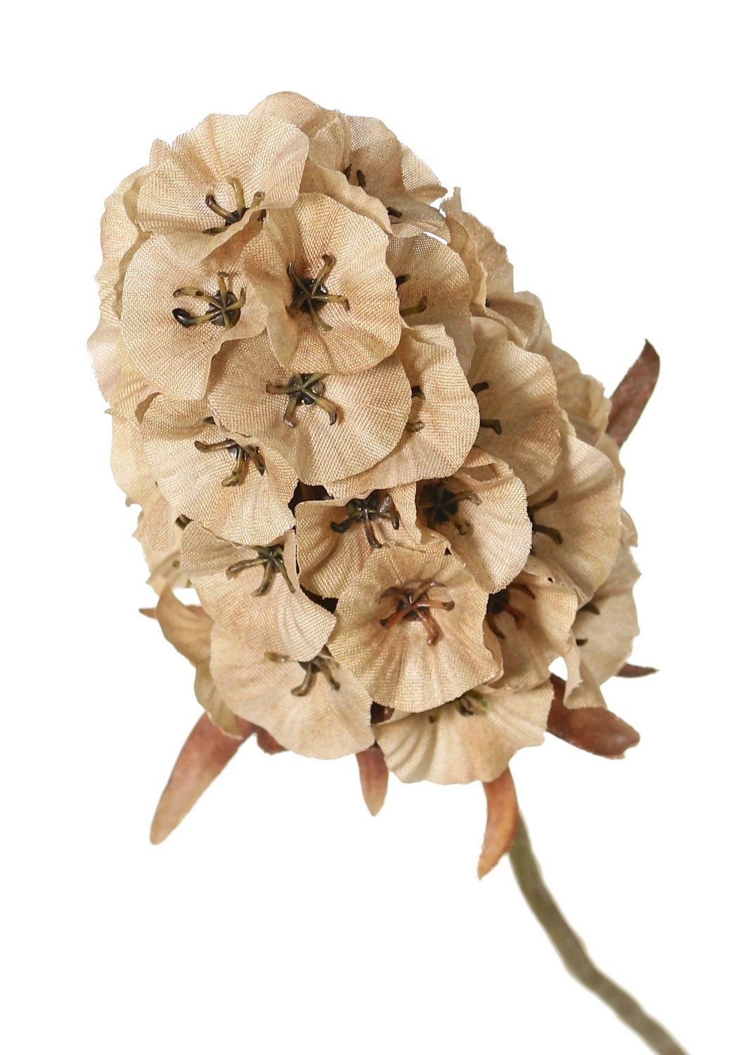 Dianthus 'Indy', 3-fach verzweigt, mit 3 Blüten (8 x 5 cm), 77 cm