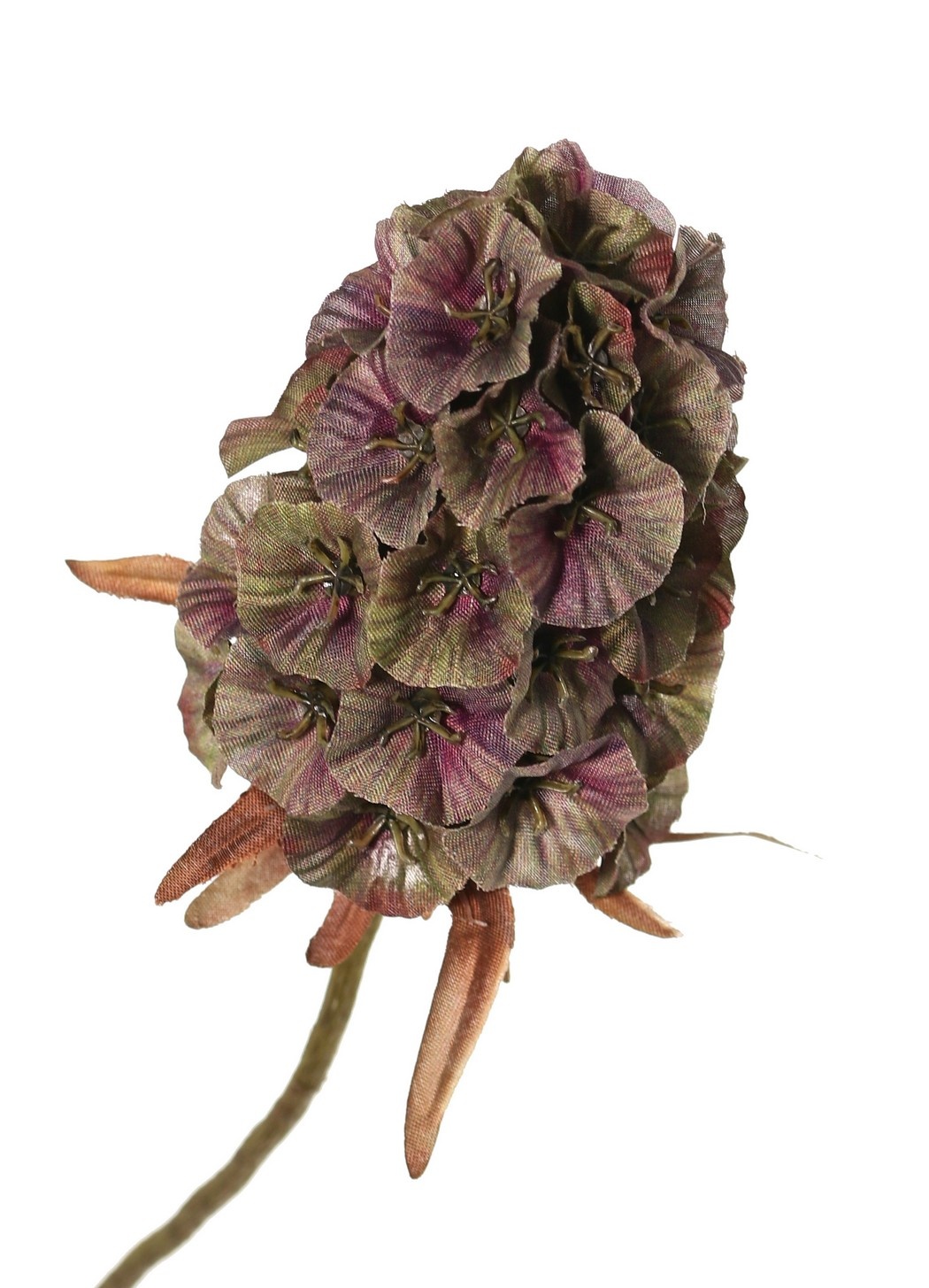 Dianthus 'Indy', 3-fach verzweigt, mit 3 Blüten (8 x 5 cm), 77 cm