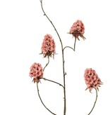 Dianthus (Chinese anjer) 'Indy', 5x vertakt, met 5 bloemen (3 XL/ 2 M), geen blad, 117 cm