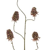 Dianthus 'Indy', 5x ramificado, con 5 flores (3 XL/ 2 M), 117 cm