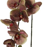 Phalaenopsis 'Indy' with 6 polyester flowers, 1 flower bud & 2 plastic buds, 80 cm