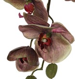 Phalaenopsis 'Indy' with 6 polyester flowers, 1 flower bud & 2 plastic buds, 80 cm