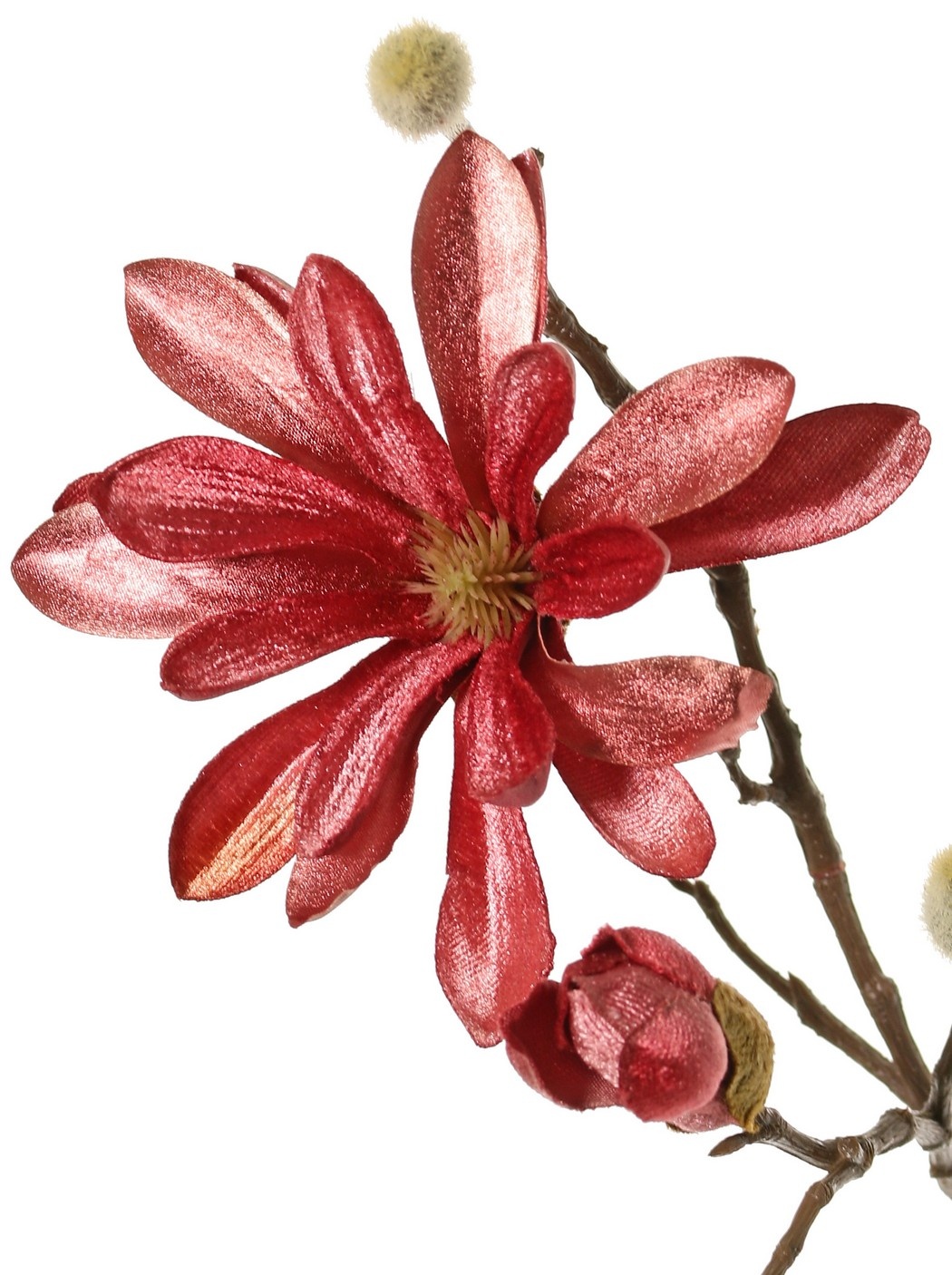 Magnolia terciopelo 'Glamour' con 3 flores (Ø 10 cm), 4 capullos y 4 capullos naturales, 88 cm