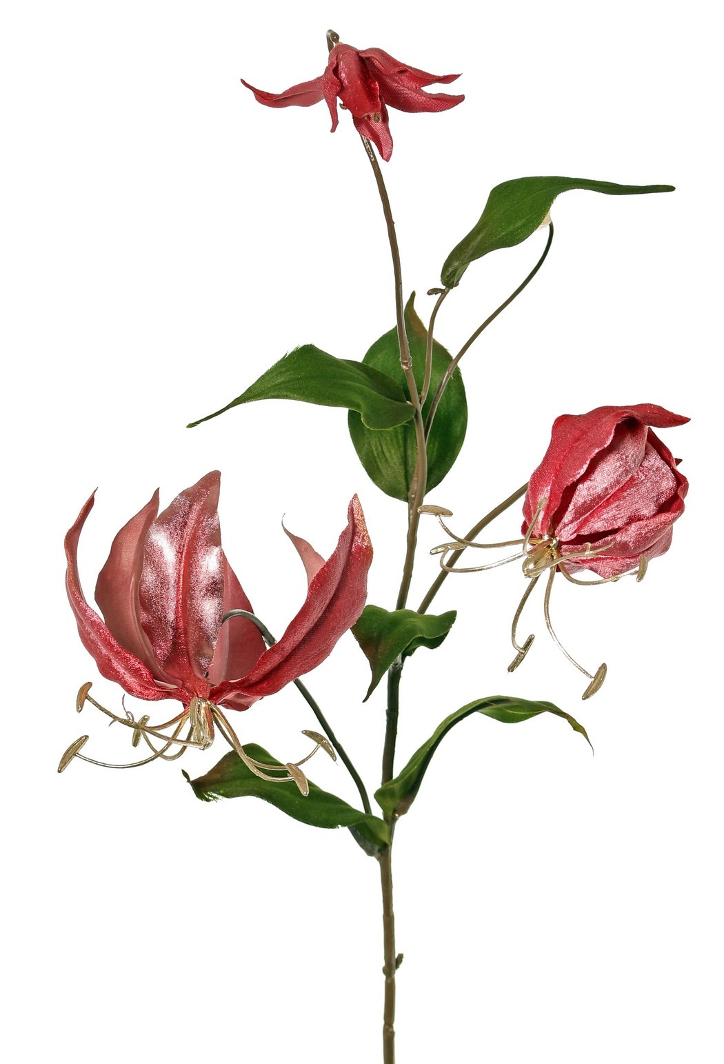 Gloriosa lily, velvet, 'Glamour' with 2 flrs, 1 flr bud (golden stamen) & 1 golden bud & 6 leaves 80 cm