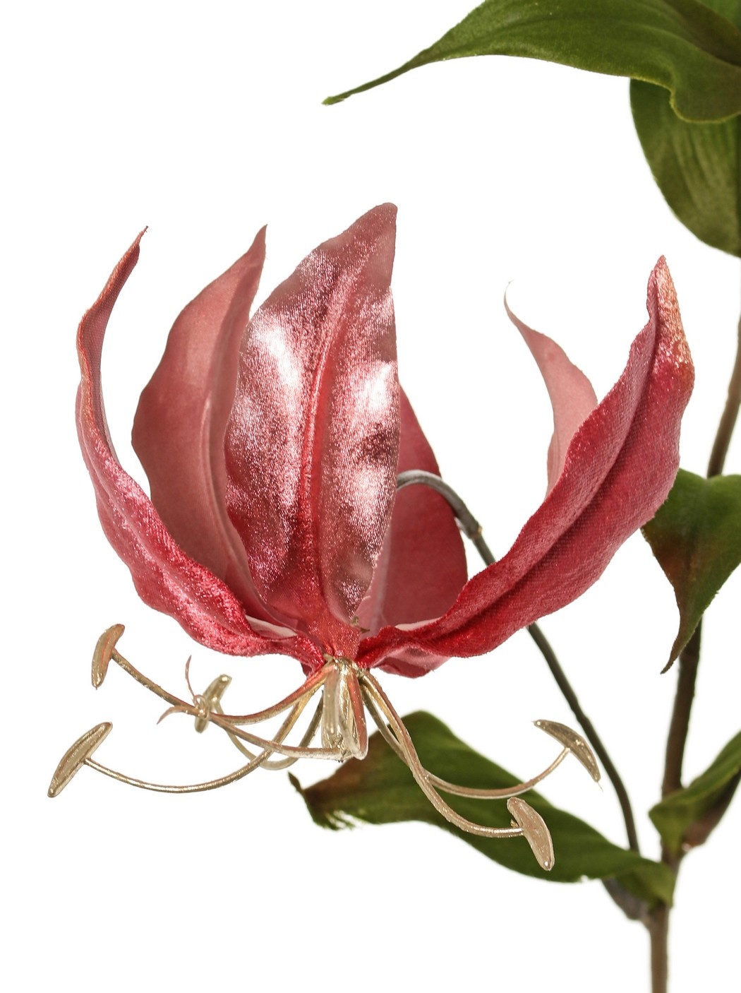 Gloriosa lily, velvet, 'Glamour' with 2 flrs, 1 flr bud (golden stamen) & 1 golden bud & 6 leaves 80 cm