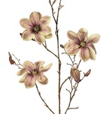 Magnolia 'Indy', con 3 flores (2 XL/ 1 L), 2 capullos y 16 capullos cerrados, 116 cm