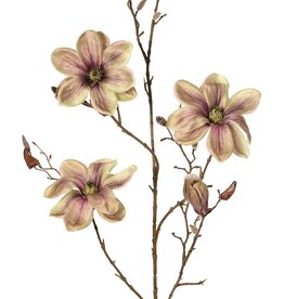 Magnolia 'Indy', con 3 flores (2 XL/ 1 L), 2 capullos y 16 capullos cerrados, 116 cm