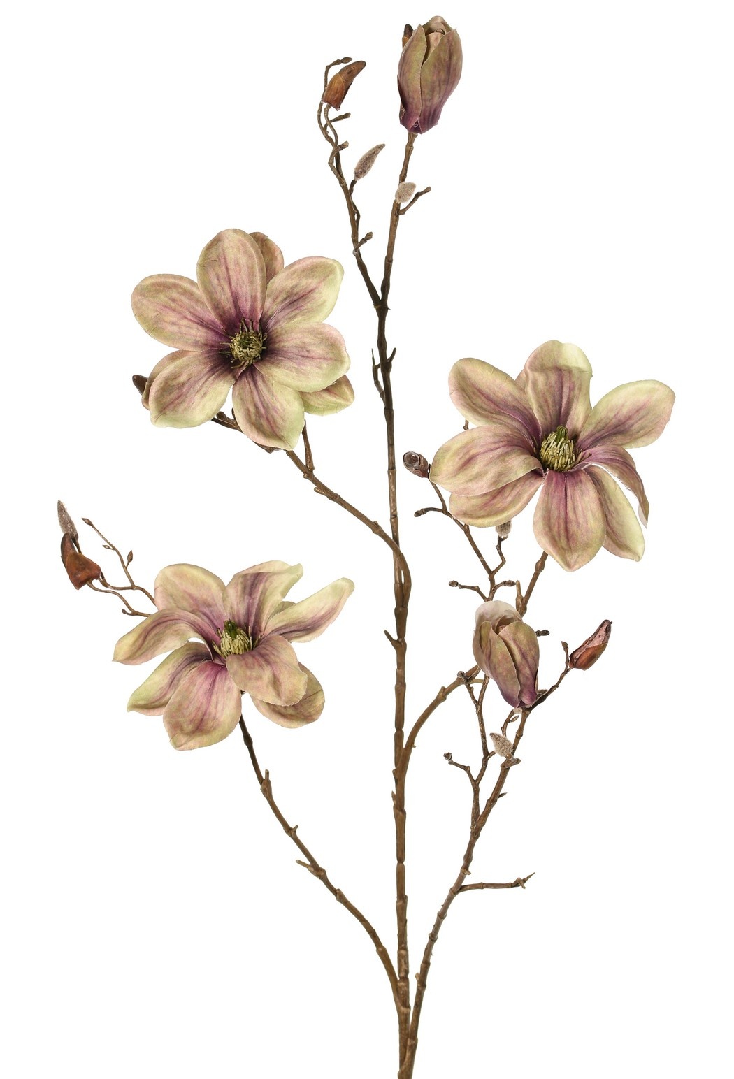 Magnolia 'Indy', con 3 flores (2 XL/ 1 L), 2 capullos y 16 capullos cerrados, 116 cm