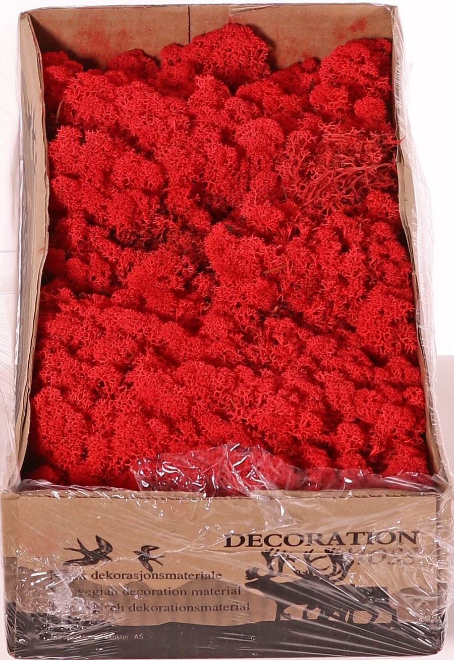 Liquen de Islandia natural (Musgo), caja de 500gr