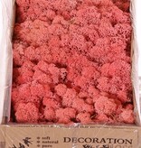 Liquen de Islandia natural (Musgo), caja de 500gr