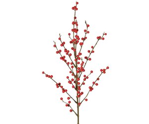 solitr thuja Thuja occidentalis 'Aurea Nana' Solitr