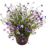 Impatiens (Vlijtig liesje) plant, met 192 bloemen, vol plastic, H 25 cm, Ø 25 cm, in pot