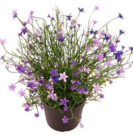 Planta Impatiens con 192 flores, de plástico, a. 25 cm, Ø 25 cm, en maceta