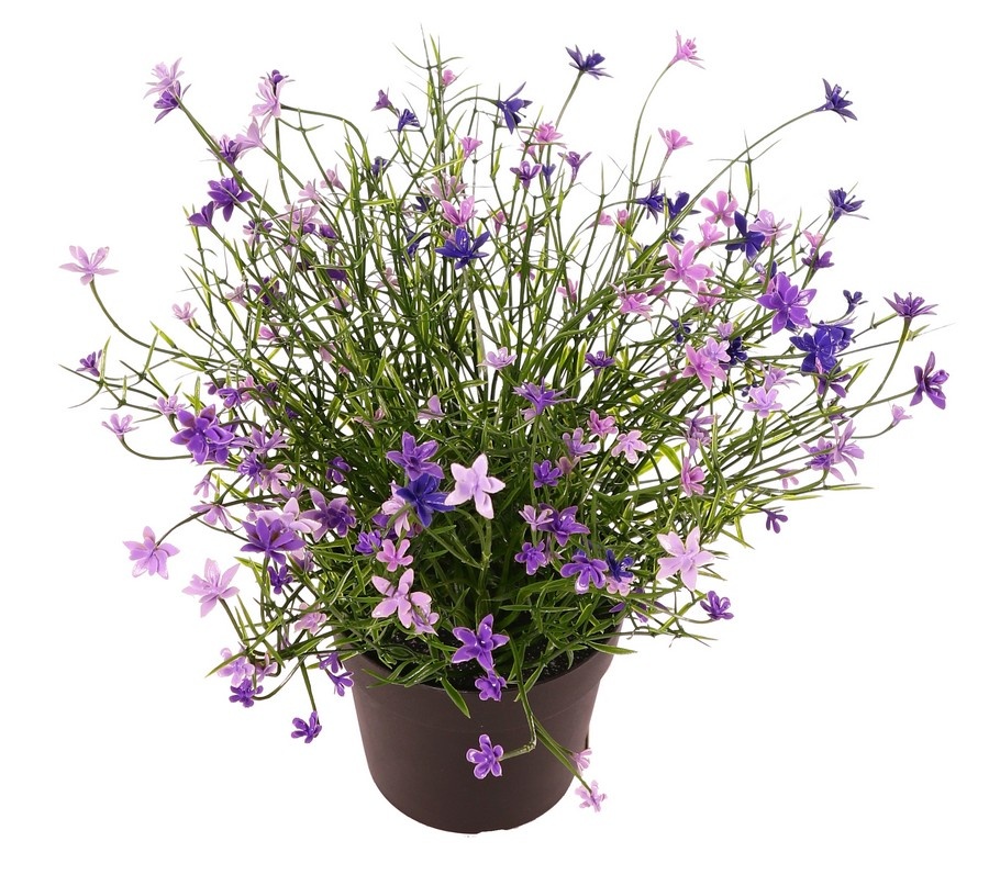 Impatiens (Vlijtig liesje) plant, met 192 bloemen, vol plastic, H 25 cm, Ø 25 cm, in pot