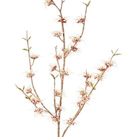 Hamamelis (Hamamelis mollis) x3 con 26 flores (Ø 5 cm) y 8 racimos de minihojas, 120 cm