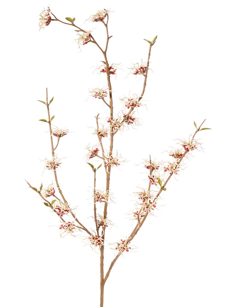 Hamamelis (Hamamelis mollis) x3 con 26 flores (Ø 5 cm) y 8 racimos de minihojas, 120 cm