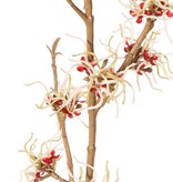 Hamamelis (Hamamelis mollis) x3 con 26 flores (Ø 5 cm) y 8 racimos de minihojas, 120 cm