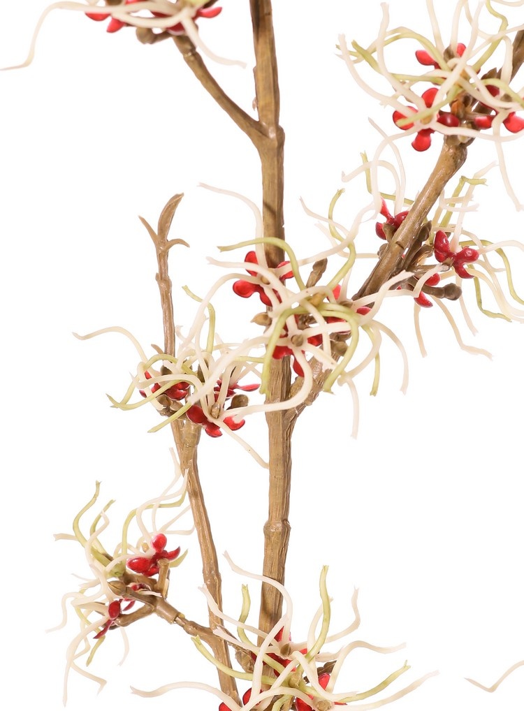 Hamamelis (Hamamelis mollis) x3 con 26 flores (Ø 5 cm) y 8 racimos de minihojas, 120 cm