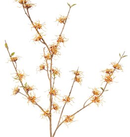 Hamamelis (Hamamelis mollis) x3 con 26 flores (Ø 5 cm) y 8 racimos de minihojas, 120 cm