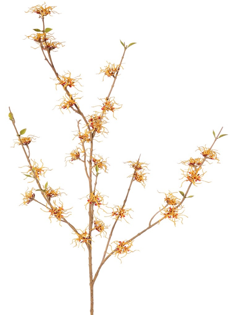Hamamelis (Hamamelis mollis) x3 con 26 flores (Ø 5 cm) y 8 racimos de minihojas, 120 cm