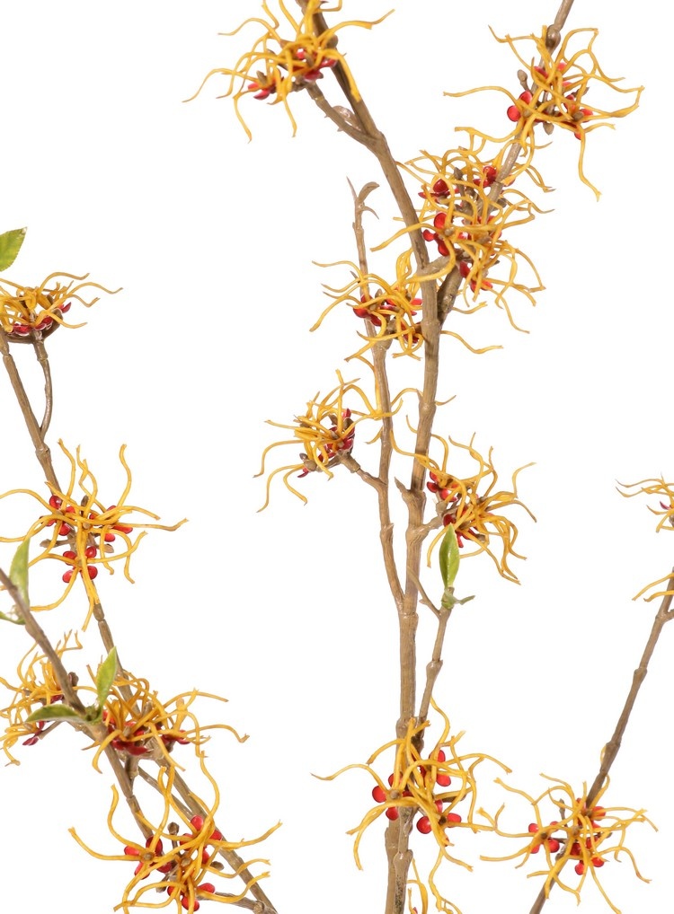Hamamelis (Hamamelis mollis) x3 con 26 flores (Ø 5 cm) y 8 racimos de minihojas, 120 cm
