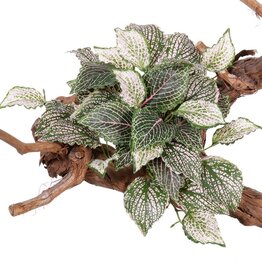 Fittoniabush (Nerve plant,) 37 hojas, "Self Folding", 25cm