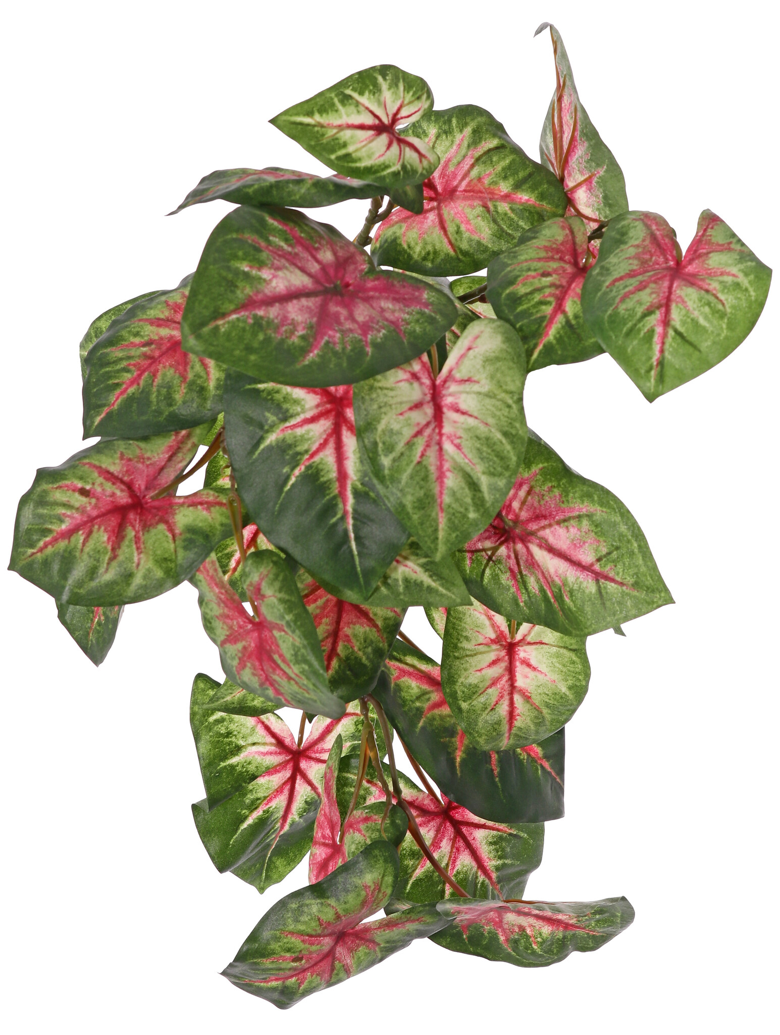 Caladium "Vital Greens" con 31 hojas,  40cm,  Ø  35cm