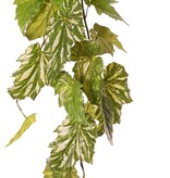 Begonia palmata colgante, 5 ramas con 26 hojas, 90 cm